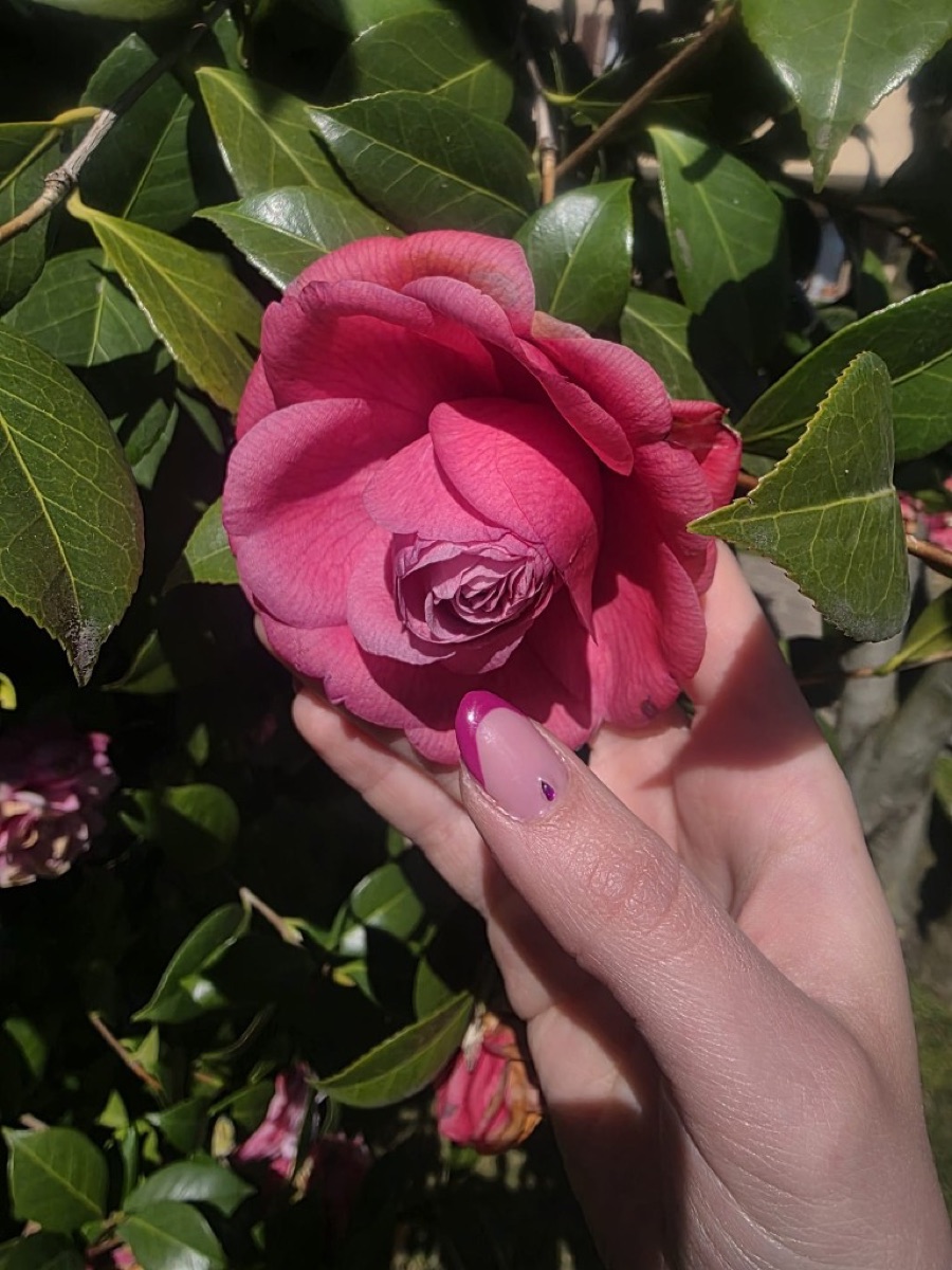 Camelia rosa tra foglie verdi, simbolo del brand allenamente.emma